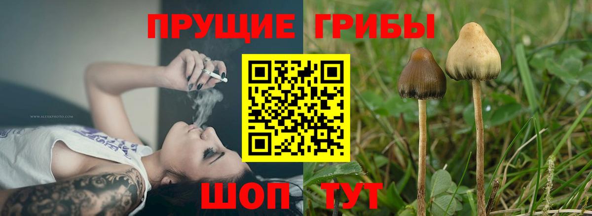 Галлюциногенные грибы Cubensis Пермь